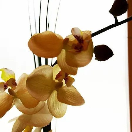 Lehmgefuehl, Design Vier, La Petite Maison * Trier