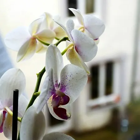 Lehmgefuehl, Design Vier, La Petite Maison Vakantiehuis Trier