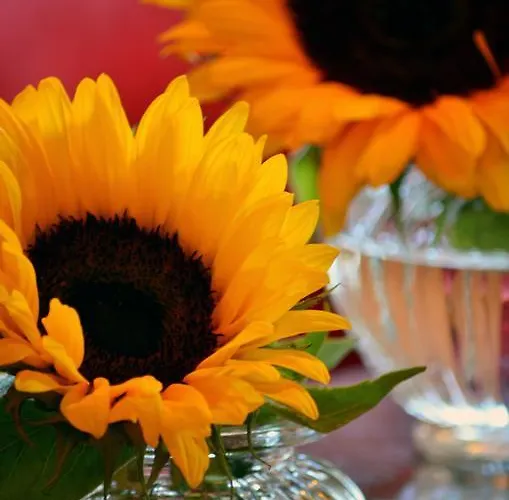 Dom wakacyjny Lehmgefuehl, Design Vier, La Petite Maison *