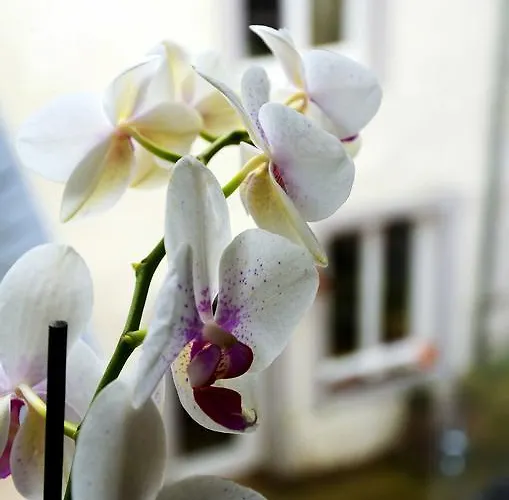 Lehmgefuehl, Design Vier, La Petite Maison Dom wakacyjny Trewir